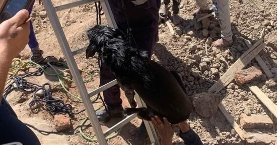 الحماية المدنية بالأقصر تنجح فى إنقاذ كلب سقط فى بيارة صرف صحى بأرمنت.. صور