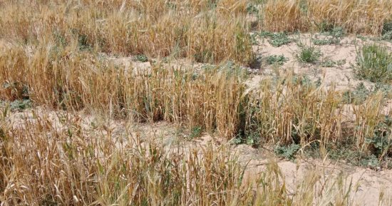أهالى قرية "أبو العراج" بسيناء يستعدون لحصاد مزارع الشعير وغرس بذور البطيخ