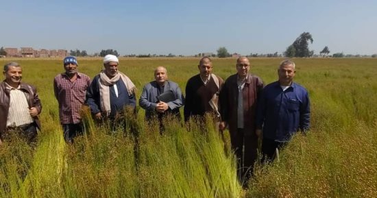 "زراعة الشرقية" تشارك فى حصاد محصول الكتان بديرب نجم بالتعاون مع مركز البحوث الزراعية