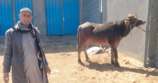 3 شباب من قرى بئر العبد بسيناء يواجهون جشع التجار بتوفير لحوم بسعر تكلفتها