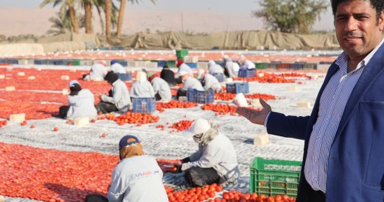 محافظة الأقصر تعلن ختام موسم تجفيف الطماطم بتصدير أكثر من 350 طنا.. صور