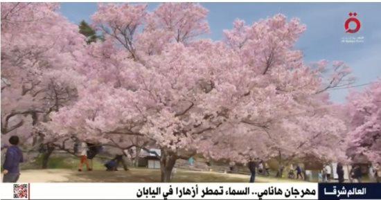 القاهرة الإخبارية تعرض تقريرا عن مهرجان "هانامي" لمشاهدة الزهور