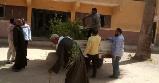 زراعة أشجار مثمرة بمدخل قرية صفط الخمار بالمنيا ضمن مبادرة "100 مليون شجرة"