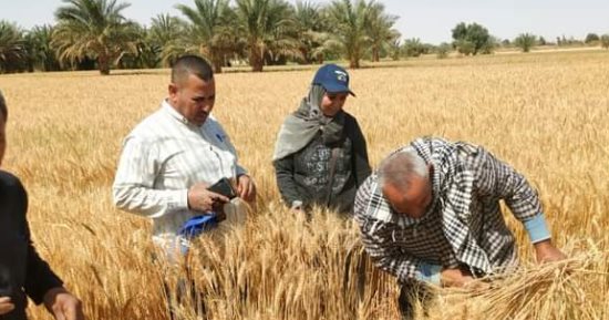 زراعة الوادى الجديد: بدء حصاد 436 ألف فدان قمح بمراكز المحافظة.. صور