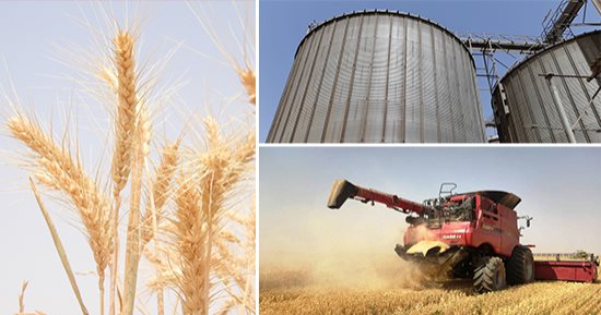 موسم الذهب الأصفر.. أسوان تبدأ توريد القمح من مزارع توشكى.. 203 ألف فدان مزروعة بالمحصول.. الصوامع جاهزة لاستقبال 191 ألف طن.. والتزام جهات التسويق بالسداد الفورى للمزارعين خلال 48 ساعة من تاريخ الاستلام