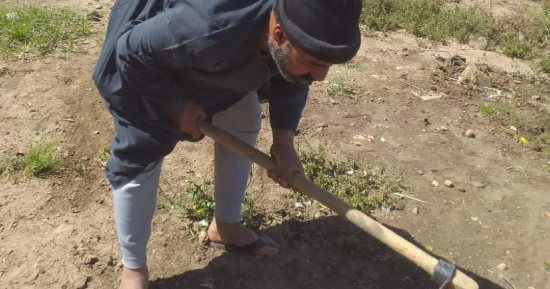 الأشجار المثمرة تغزو القرى والوحدات المحلية بالمنيا.. صور