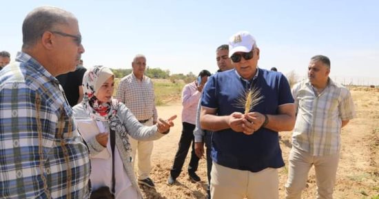 محافظ الوادي الجديد يتابع البرنامج البحثي لتقييم أصناف وسلالات القمح بالخارجة