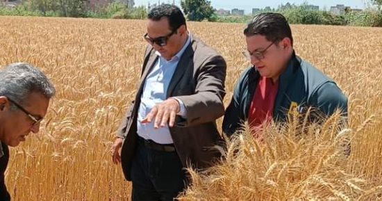 وكيل زراعة دمياط يتابع استعدادات موسم حصاد القمح.. اعرف التفاصيل