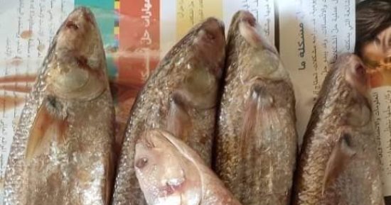الفسيخ الدمياطى عشق أبناء دمياط فى عيد الفطر.. صور
