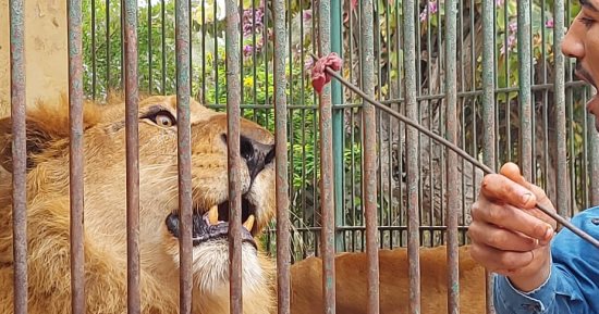 حديقة حيوان الإسكندرية جاهزة لاستقبال الزائرين فى عيد الفطر.. عودة العمل بالمواعيد الصيفية وسعر التذكرة 5 جنيهات.. "سلطان" و"ثريا" يقدمان عروضا أكروباتية لسبع البحر.. و"سكر" فرس النهر آخر العنقود.. صور