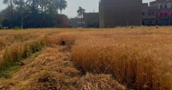 شاهد 15 صورة لحصاد وسحب العينات وتوريد القمح فى الموسم الجديد بالأقصر