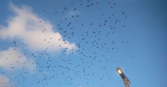 صور .. أسراب الحمام تطوف محيط مسجد الحسين فى أجواء روحانية