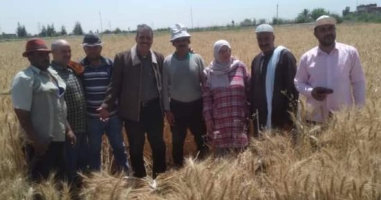 الإرشاد الزراعى: سنابل القمح الصفراء تزين الحقول فى بورسعيد.. صور
