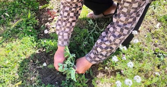 متحف آثار الإسماعيلية يحتفل بيوم الأرض العالمى تحت شعار "ازرع شجرة" 