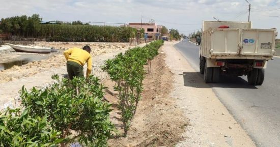 توزيع وغرس 163 ألف شجرة بمراكز وقرى الفيوم ضمن مبادرة 100 مليون شجرة.. صور