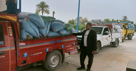الذهب الأصفر.. صوامع بنى سويف تستقبل الأقماح فى أول أيام التوريد.. صور