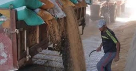 تسليم 155 طن قمح للصوامع فى أول أيام توريده بالغربية