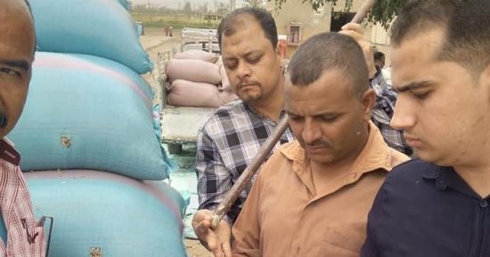 توريد 3268 طنا من محصول القمح بالشون والصوامع الحكومية بمراكز المنيا