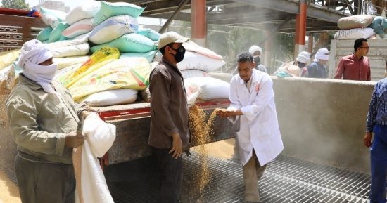 محافظ سوهاج يعلن بدء موسم توريد الأقماح وتوريد 100 طن