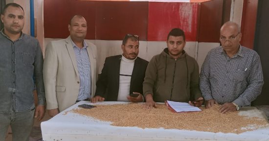 صوامع بنى سويف تواصل استقبال الأقماح المحلية من الموردين