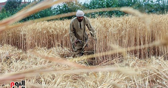 ارتفاع توريد القمح المحلى لـ 1.5 مليون طن على مستوى الجمهورية حتى الآن
