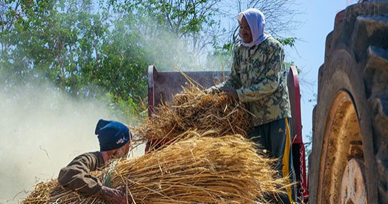 موسم الذهب الأصفر.. وزارة التموين تتسلم 800 ألف طن من المزارعين فى أقل من شهر على موسم الحصاد.. 1500 جنيه سعر الأردب.. و"المصيلحى" يوجه بصرف مستحقات المزارعين بحد أقصى 48 ساعة من تاريخ الاستلام