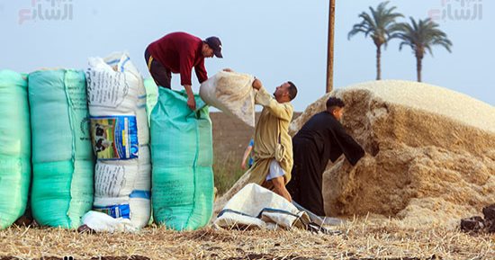 الزراعة تتابع حصاد وتوريد القمح فى محافظة البحيرة