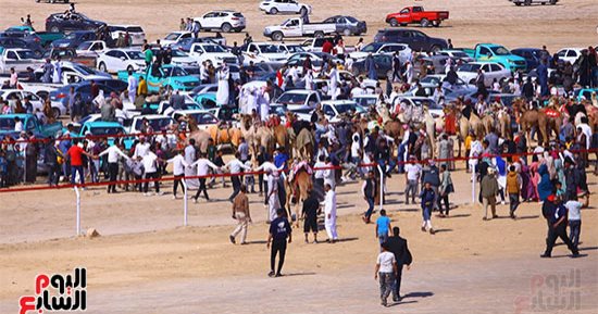 محمود الشيخ لـ إكسترا نيوز: حفل ختام سباق الهجن بالعريش فخر لكل من شارك فيه