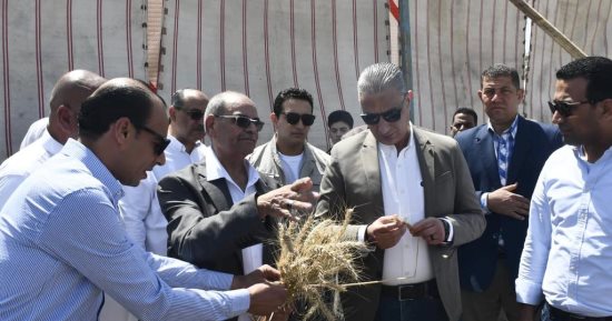 زراعة الفيوم: 172 ألفا و933 فدانا المساحة المنزرعة بالقمح
