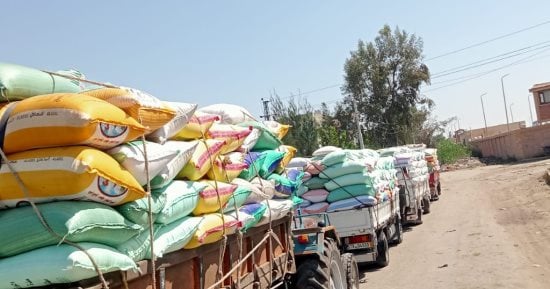 بدء توريد القمح بالصوامع بمركز ومدينة دسوق