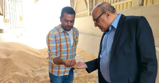 "التموين والزراعة" بالإسكندرية يتابعان بدء موسم توريد القمح المحلى