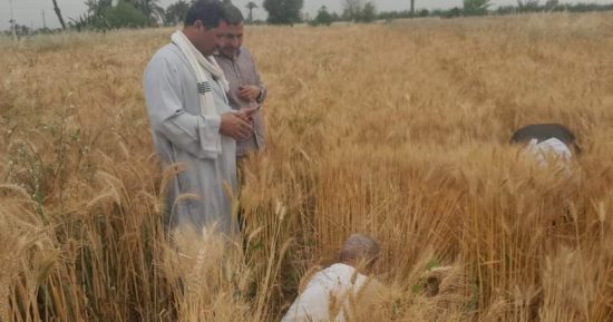 الذهب الأصفر.. بدء موسم حصاد سنابل الخير من حقول بنى سويف.. المزارعون يحصدون 126 ألف فدان قمح.. المستهدف توريده 227 ألف طن.. والمحافظ يشكل لجنة لمتابعة توريد الأقماح للشون والصوامع.. صور