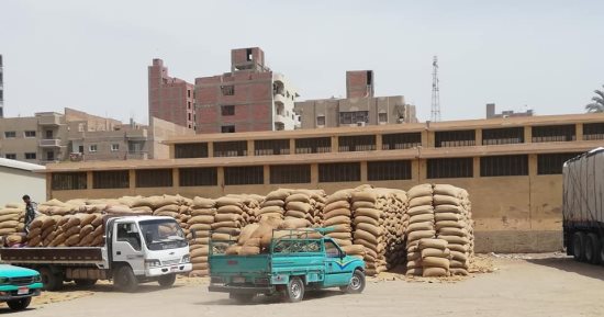 توريد 1136 طن قمح لشون وصوامع أسيوط حتى الآن