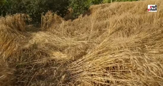 موسم حصاد الذهب الأصفر فى قرية كفر سعدون بالغربية.. فيديو