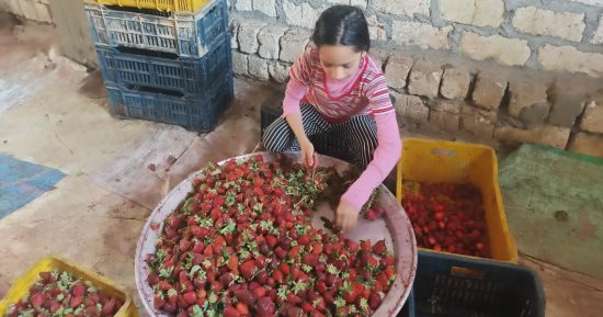 تعرف على تفاصيل موسم حصاد الفراولة فى إحدى محطات الفرز بالمنوفية