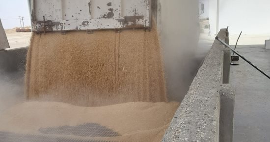 محصول الخير يتدفق فى صوامع أسوان.. المحفزات ساهمت فى زيادة توريد القمح
