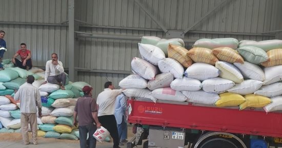 توريد 15887 طنا من القمح لـ22 موقعا بكفر الشيخ