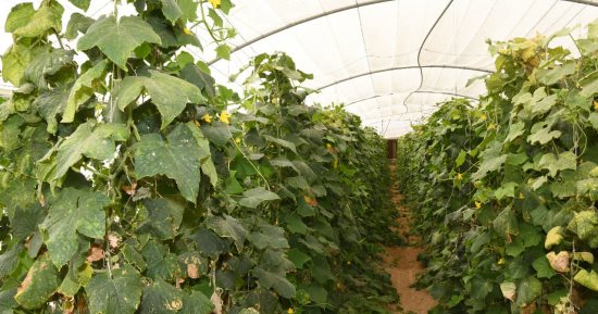 أيادى التعمير تستصلح مئات الأفدنة بمشروعات الأمن الغذائى بقنا.. استصلاح 1000 فدان بمنطقة المعنا والمراشدة لزراعتها بالقمح والشعير.. ومحطة إنتاج الدواجن تنتج 25 ألف فرخة بالدورة و650 كرتونة بيض يوميا