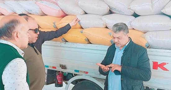 ارتفاع معدلات توريد القمح إلى أكثر من 3060 طنا في بورسعيد