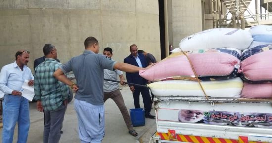تموين الشرقية: توريد 460 ألف طن من سنابل الذهب الأصفر للشون والصوامع