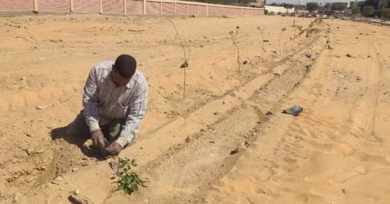استبدال زراعة أشجار الزينة بالفاكهة على طريق باريس بالوادى الجديد.. تفاصيل
