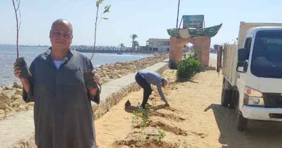 غرس 350 شجرة بطريق بحيرة قارون بالفيوم