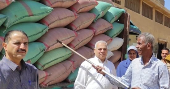 ارتفاع توريد القمح المحلى لـ 1.3 مليون طن حتى الآن 