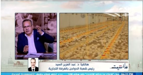 رئيس شعبة الدواجن: تراجع أسعار الفراخ مرتبط بثمن الأعلاف