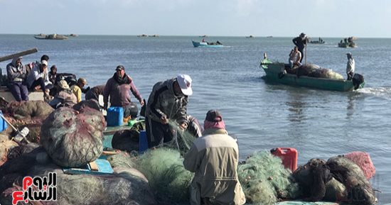 البلطى مقاس 1 ينخفض جنيهين فى الأسواق والكيلو 75 جنيها