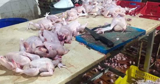 "بيطرى الشرقية" تضبط 4.8 طن دجاج بمجزر دون ترخيص