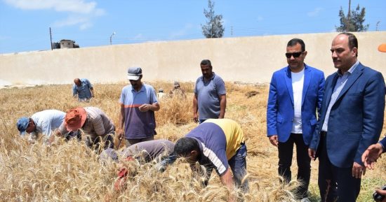 انطلاق موسم حصاد القمح بمزرعة جامعة العريش