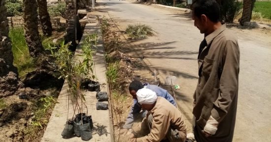 حملات تشجير بالطرق ولجان تحصين بيطرية بمركز سنورس فى الفيوم