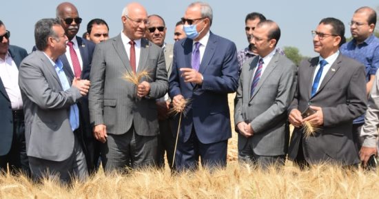 محافظ القليوبية ورئيس جامعة بنها يشهدان موسم حصاد القمح بكلية الزراعة بمشتهر