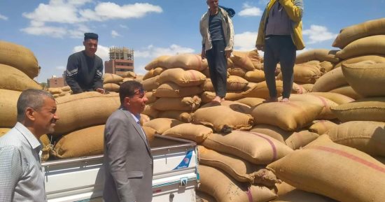 ذهب الغيطان يملأ شون وصوامع المنيا.. توريد أكثر من 130 ألف إدرب قمح